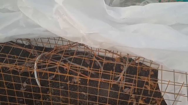 Зимовка винограда в Поволжье