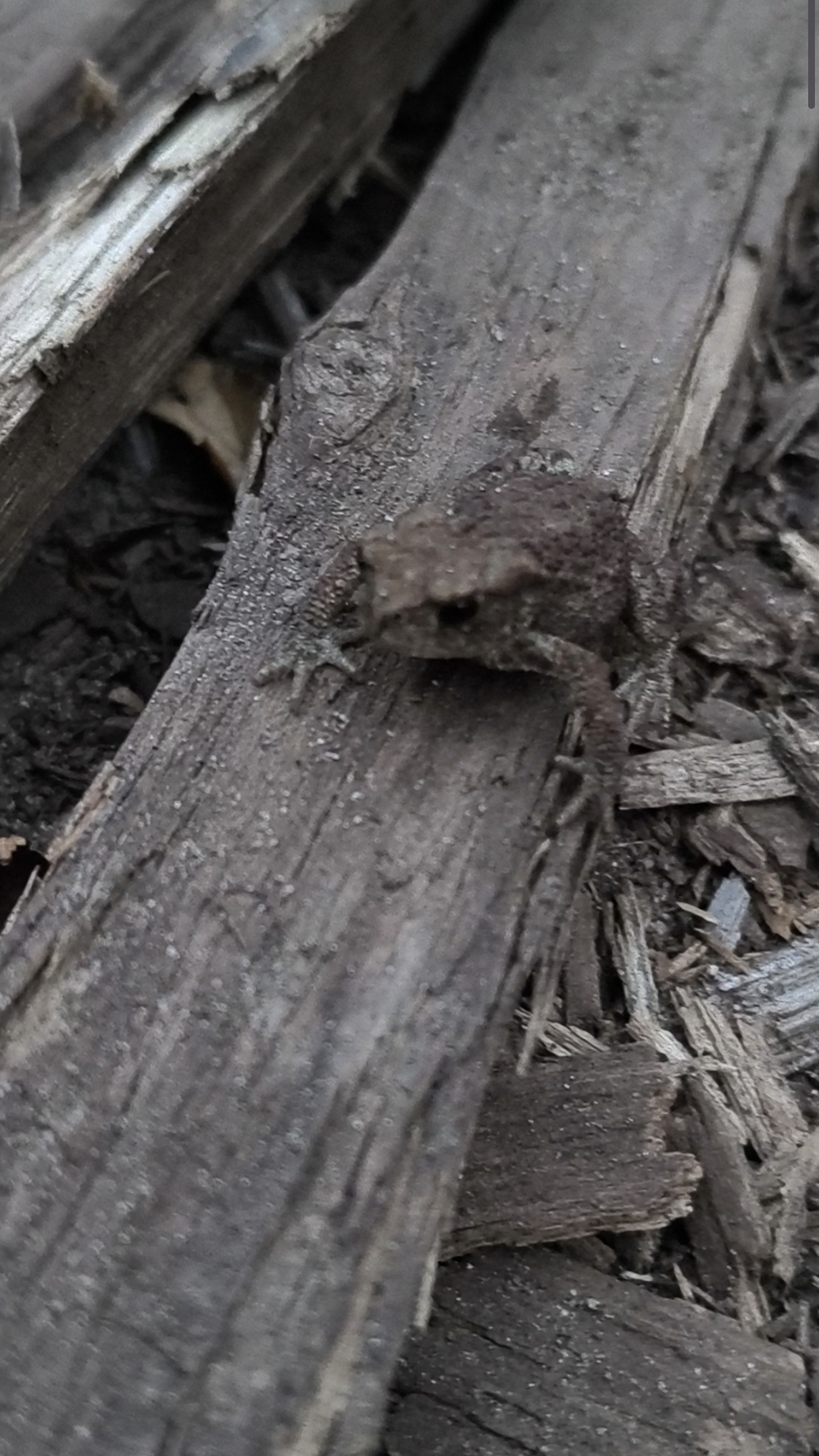 Микро жаба в лесу 🐸🌱 / Cute toad / 小蛤蟆