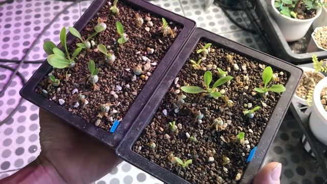(หลังจาก เกือบตายยกพอท) พาชีโพเดียม Pachypodium brevicaule seedling