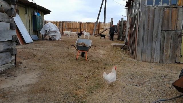 Трудовые будни (таймлапс). Уборка лужайки