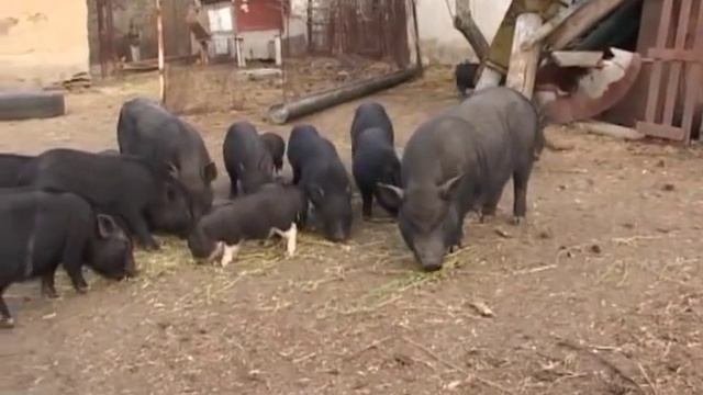 Вьетнамские поросята. Отделение поросяток от свиноматки.