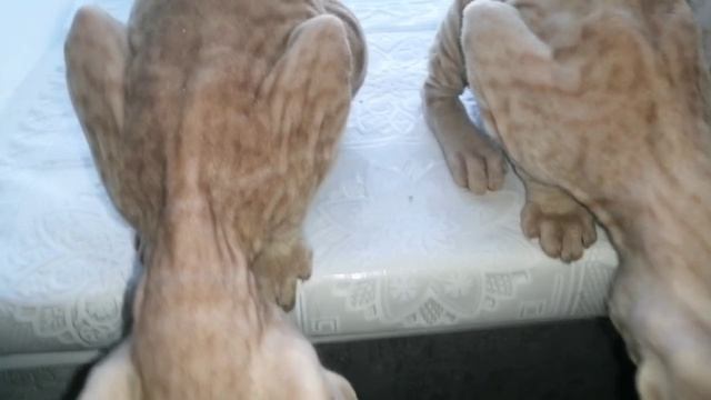 донской сфинкс котята