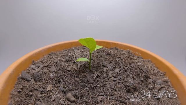 Growing LEMON TREE Time Lapse