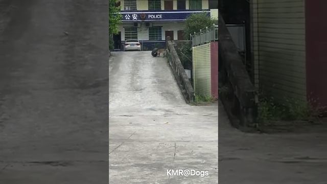 Одна патрульная машина сегодня выехать не сможет, пёсик взял покрышку поиграть😂 ( видео про собак )