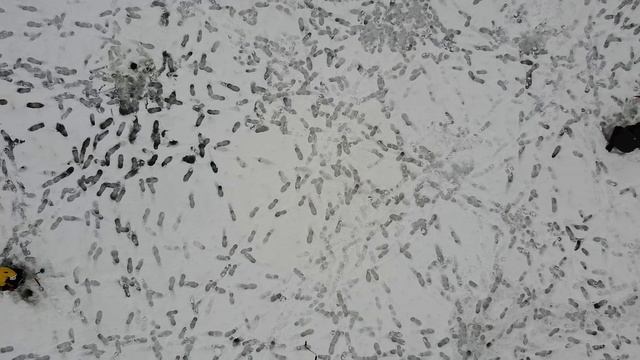 Открытое первенство Мурманской области по лову рыбы на мормышку со льда 2022 (оз. Лупче-Савино) 2.7К