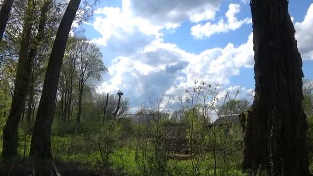 Жаборы Аисты