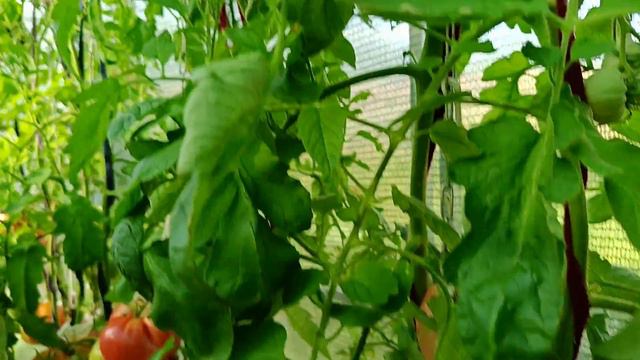 Урожайные сорта томатов часть 1