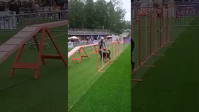 Фестиваль "Четыре лапы ФЕСТ".17.08.2024