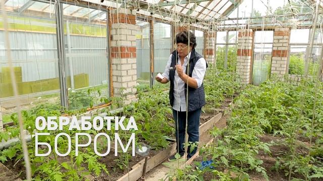 Как ухаживать за помидорами. Часть 1. (Бор и кубатура). Видеоинструкция
