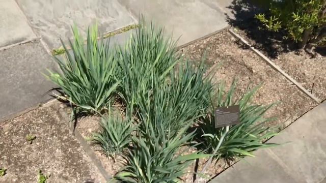 Leek - Allium porrum - Onion family