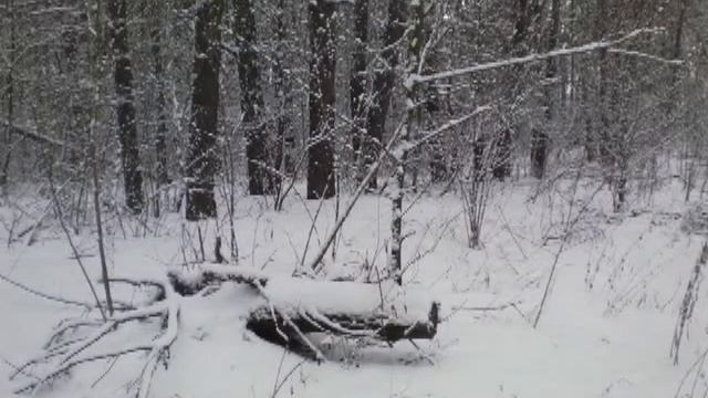 Первый снег января