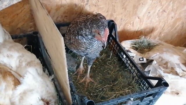 Цыплята растут а куры несут яйца.