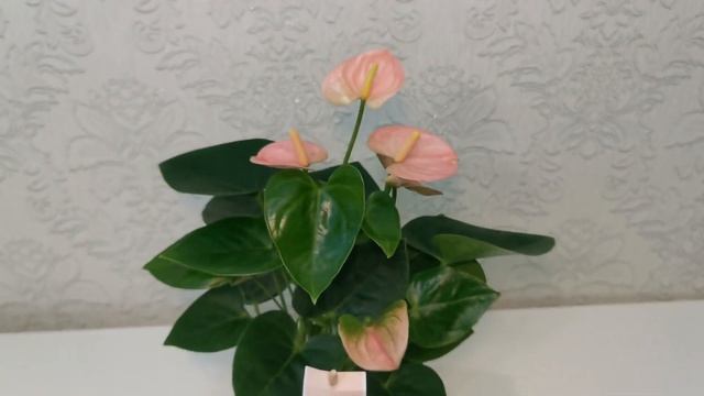 #ЦветыВместе Антуриум Спирит Anthurium Spirit 9/30