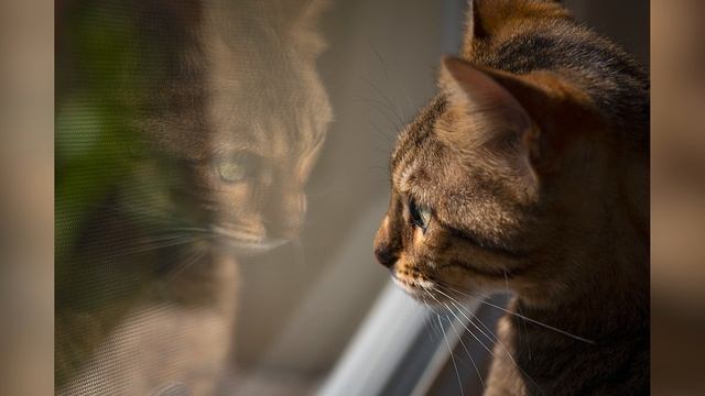 Бенгальская кошка: уход и содержание породы