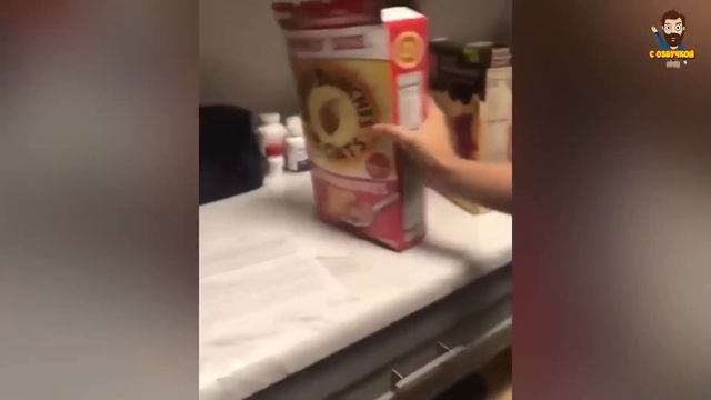 Приколы с котами! С ОЗВУЧКОЙ! Смешные коты и смешные животные 2023! до слез!