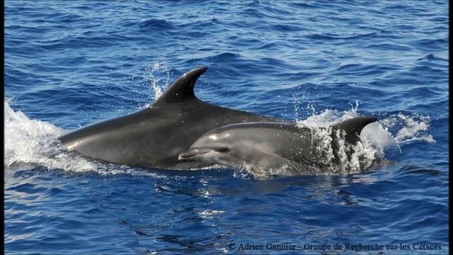 Le Dauphin