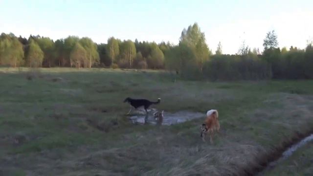 Вечерние прогулки русских псовых борзых при лошади. Борзые Сенавиан.