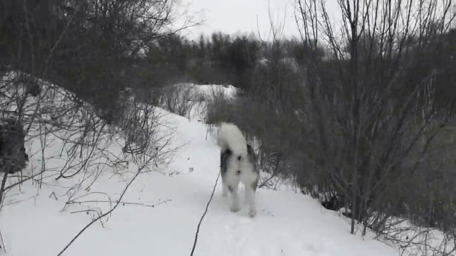 Маламут в лесу