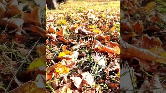 Пионерский курорт. Neukuhren. Нойкурен. Осень в городе. Калининградская область. Пруссия.
