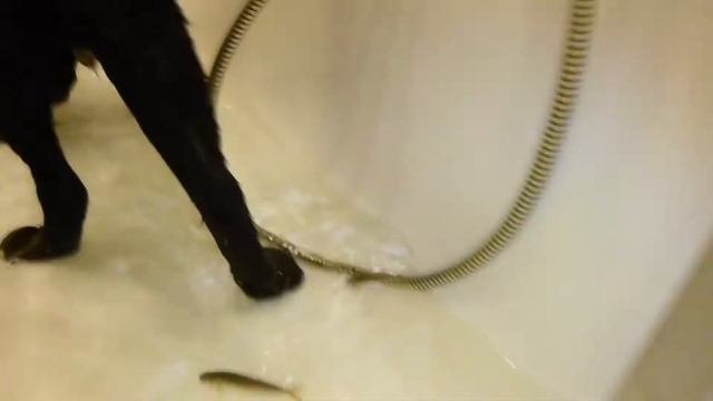 Лабрадор домашний рыбак