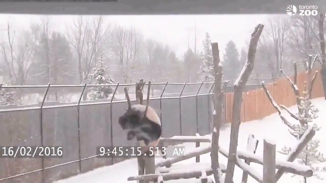 Кунгу фу панда - Тренировка баланса