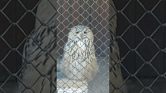 Смешная сова?.