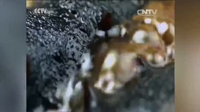 Блюда из морепродуктов в провинции Шаньдун [Age0+]