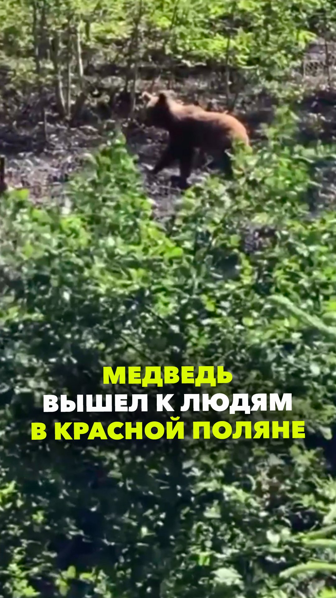 Медведь решил познакомиться с людьми: животное вышло на парковку на «Газпром Лауре» в Красной Поляне