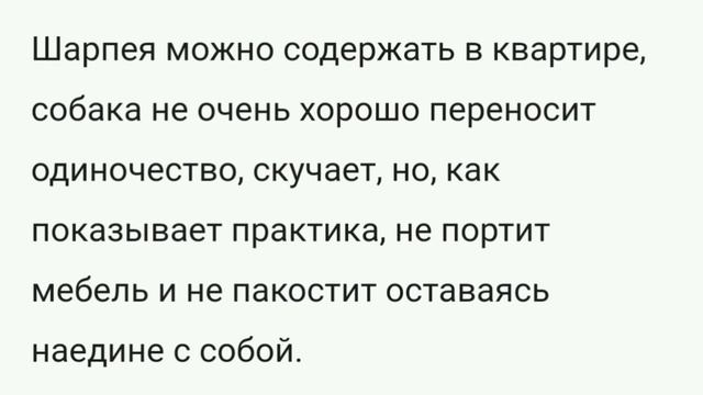Шарпей