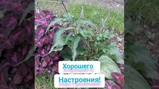 YouCut_20240806_081328110.mp4Барнаул, 8 августа,  погода.