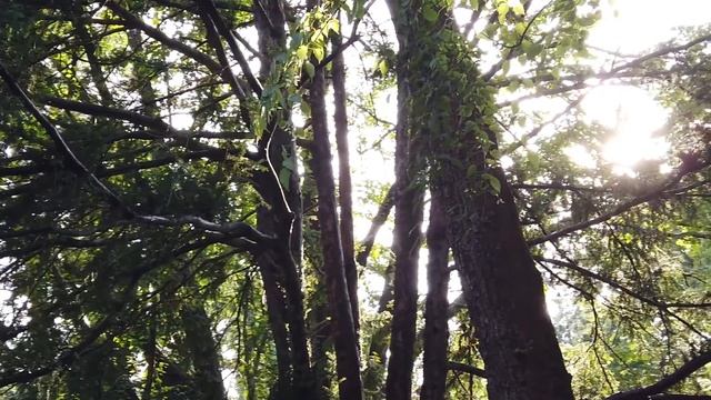 Шервудский лес, Кельтская арфа, Музыка для души, Sherwood Forest, Celtic Harp, Relaxation music
