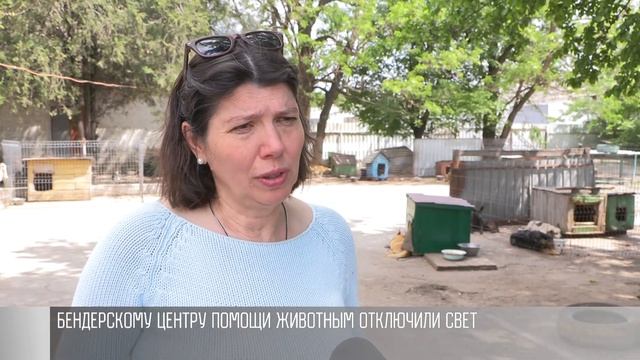 Бесприютный приют: Бендерскому центру помощи бездомным животным отключили свет