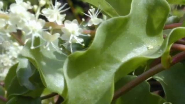How To Cultivate Leaves Binahong (Anredera Cordifolia) The Rich Benefits For Body Health