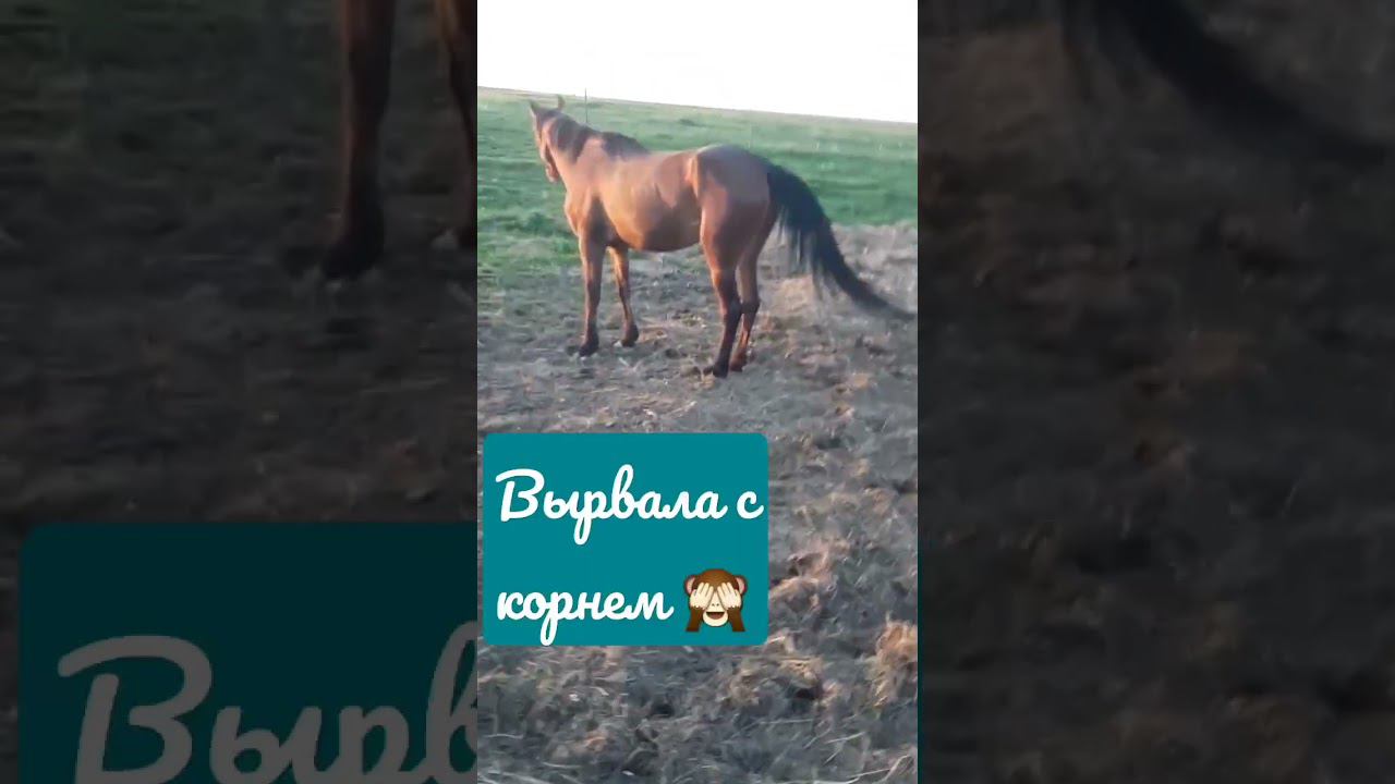 ОДНА ЛОШАДИННАЯ СИЛА #деревня #юмор #лошади #кони #копыта