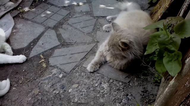 Питание котёнка