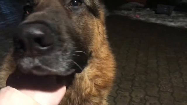 🐶DOG/VLOG🐶