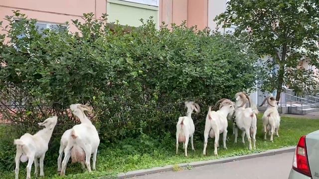 🐐С козами в Бутово все в порядке, они продолжают размножаться🐐