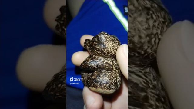 медведь