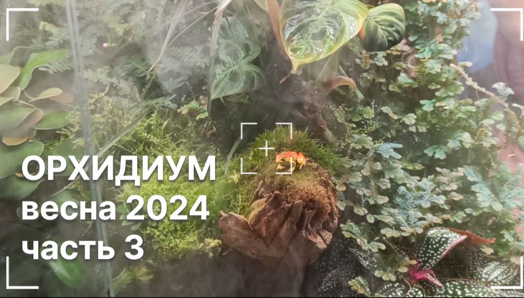 Орхидиум весна 2024. Обзор не орхидей 🌿😉🌿 #орхидиум2024 #orchidium #орхидиум