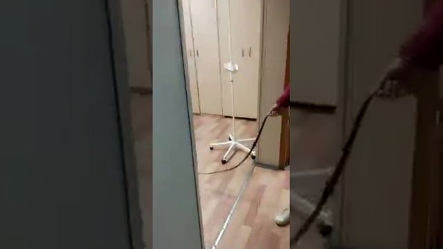 Прощание с ветврачом