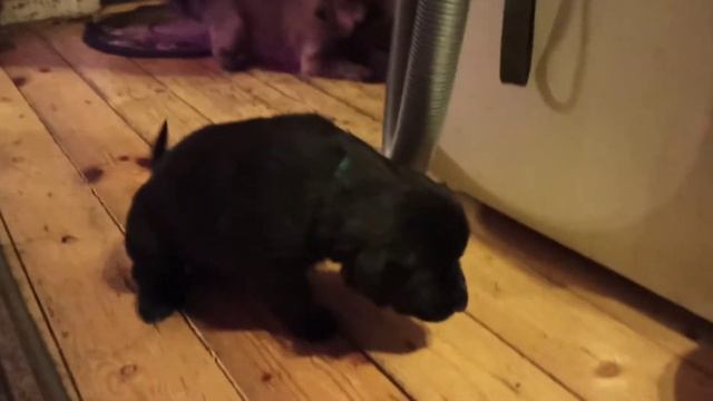 ... Архив...! Соня (АзХара) хозяюшка! Видео Сергея Чернова. 14 января 2021 год.