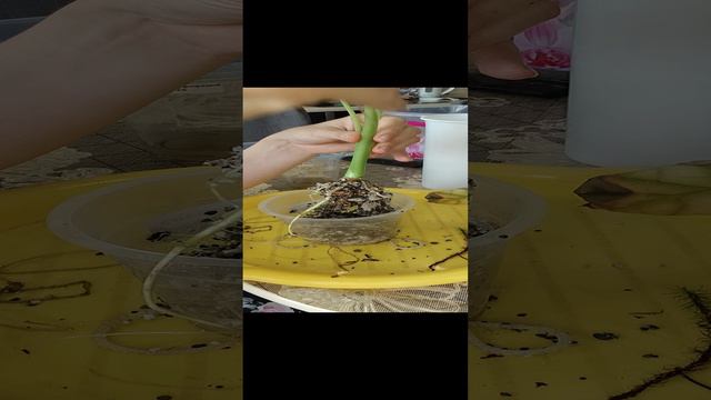 От печали до радости. Пересадка алоказии Серебряный дракон и Калифорния.