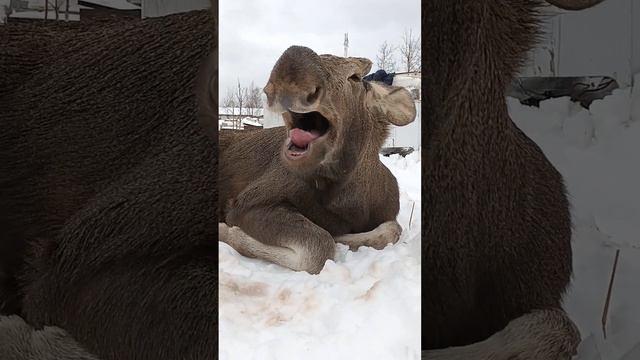 27.11.23. поваляшки