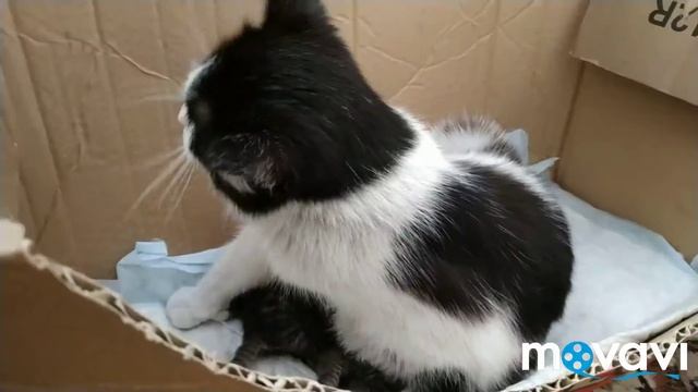Кошка родила котят! Милое видео!