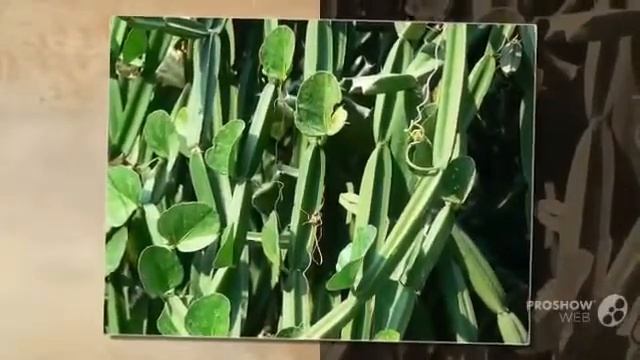 Цветы Циссус (Cissus flower)