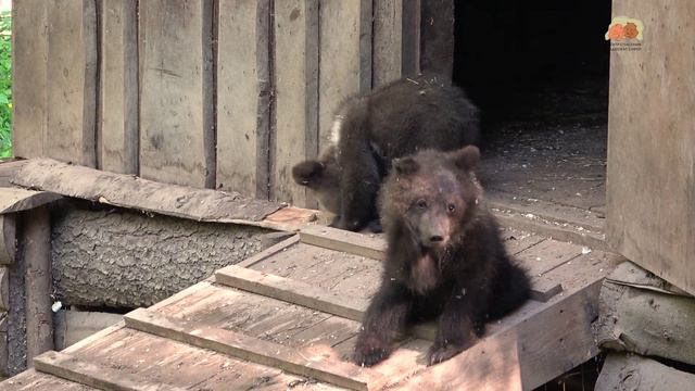 Наш сказочный лес и его обитатели