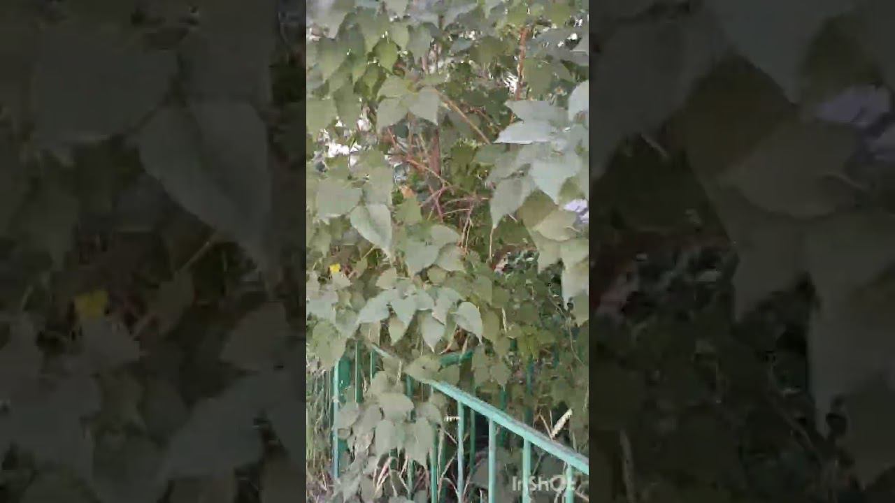 Ностальгия