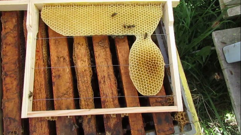 30.05.2024 - рамки для малоформатного улья отстроили пчелы, осматриваю улей на роевое состояние