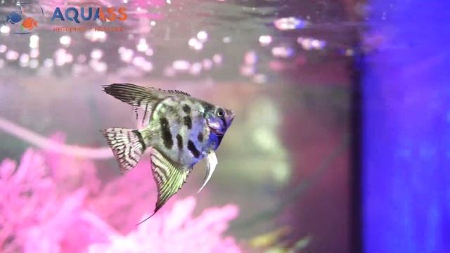 ?Aquass - Скалярия Пиной клоун (Pterophyllum pinoy clown)