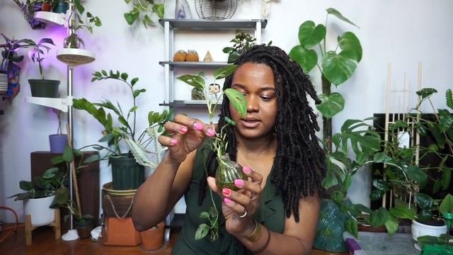 Hoya Linearis Care & Propagation! | plant of the month March 2022
